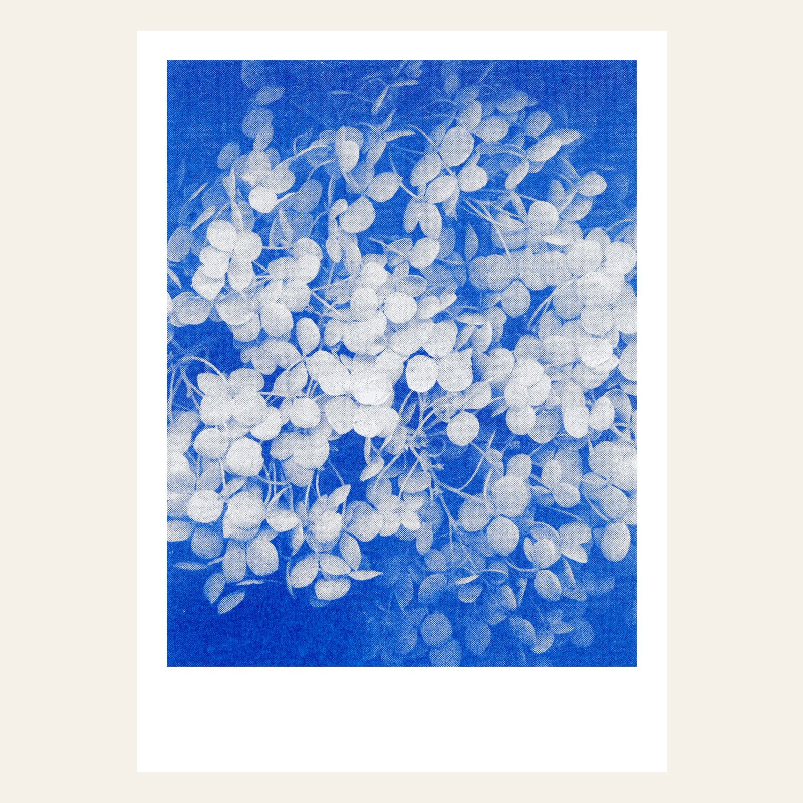 Postkarte Risographie Blumen von Herr und Frau Rio bei Wilhelm die 3.