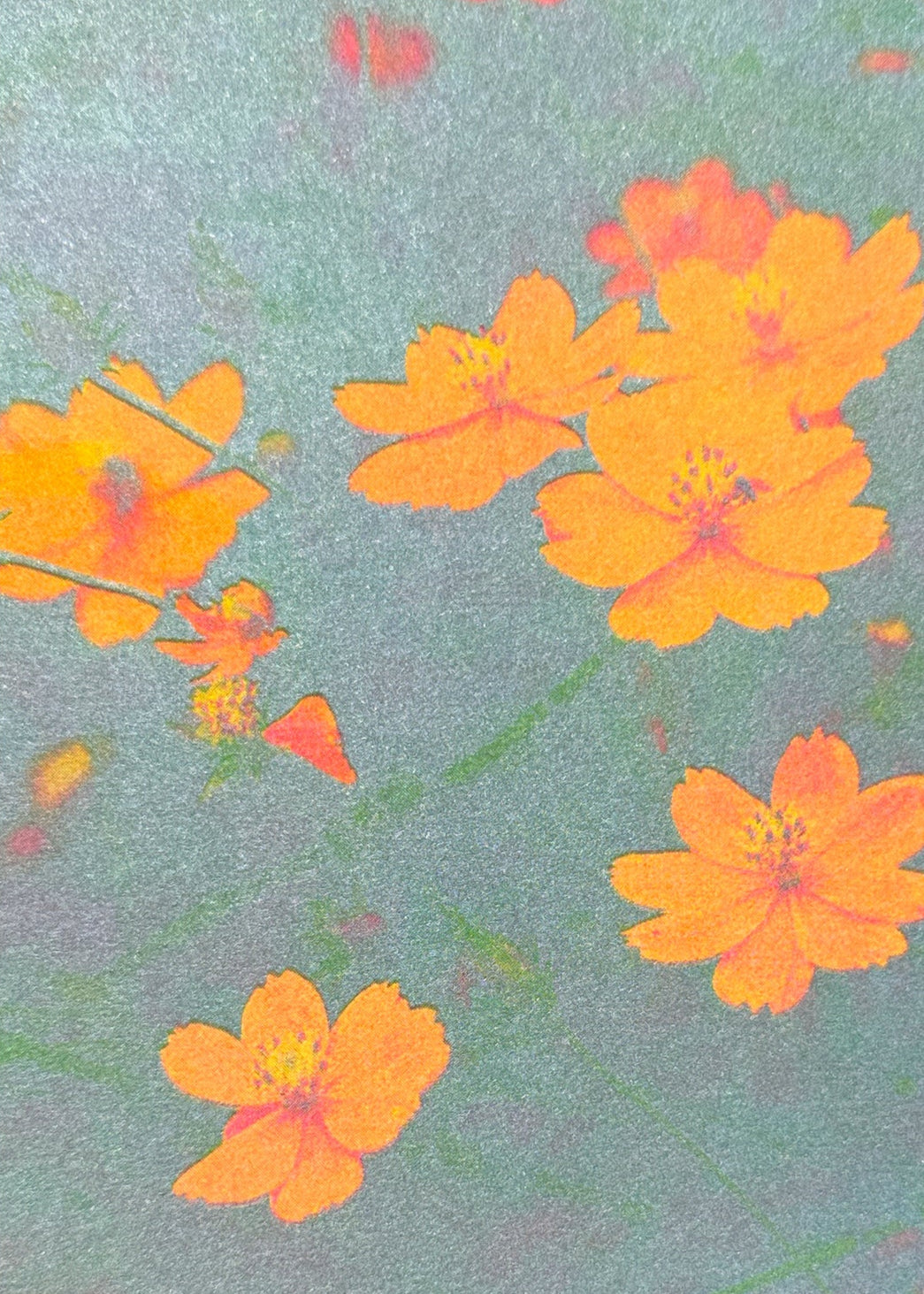 Postkarte Risographie Blumen von Herr und Frau Rio bei Wilhelm die 3.