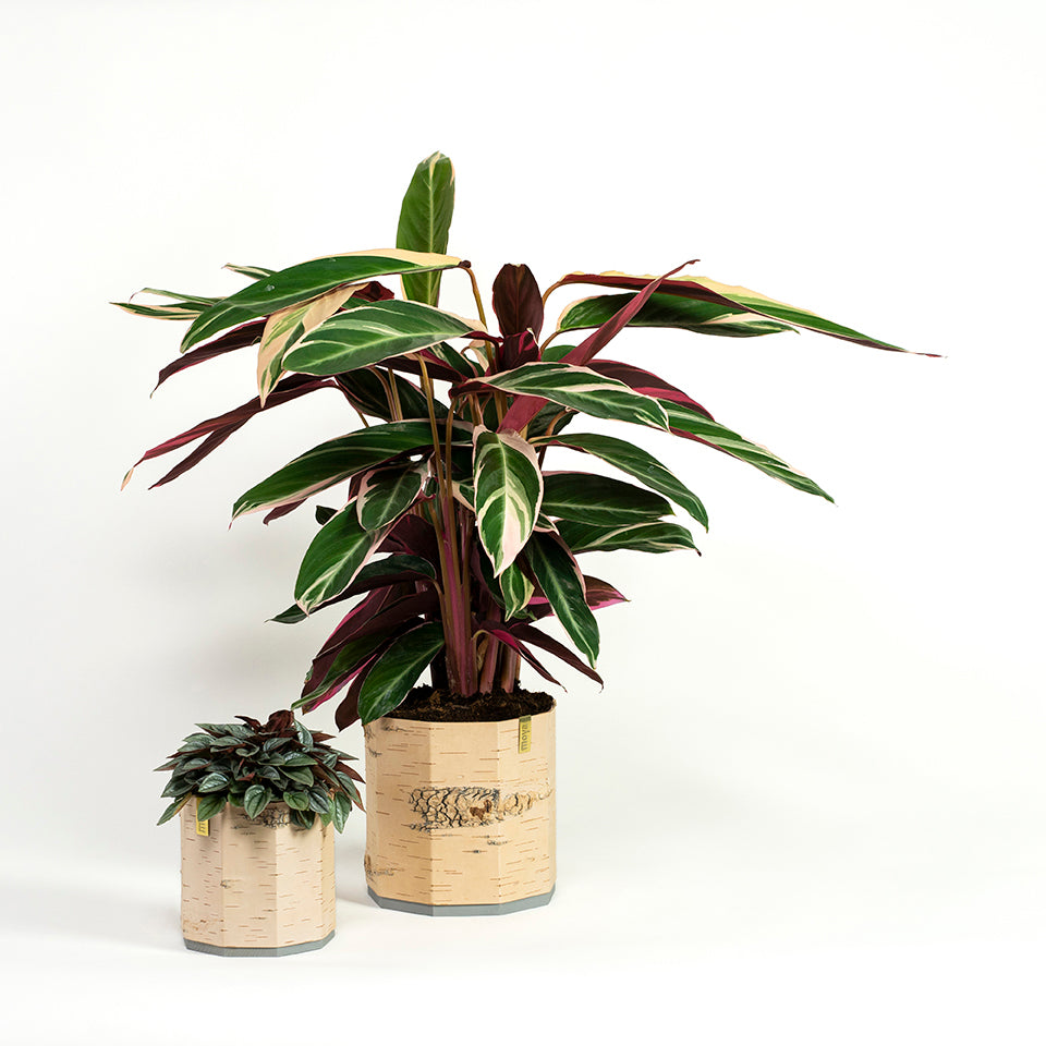 Übertopf aus Birkenrinde von Anastasiya Koshcheeva bei Wilhelm die 3.